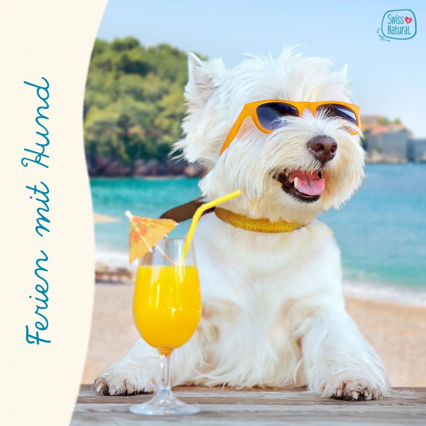 ☀️🏖️ Ferien mit Hund 🏖️☀️

Die Sommerferien stehen bevor - auch wenn das Wetter noch zu wünschen übrig lässt, freuen wir uns doch alle schon darauf 🌞⛅️

Wie verbringt ihr eure Ferien? Dürfen eure Fellnasen euch begleiten? 🏖⛺️🌊

In unserem Blogbeitrag findet ihr ein paar wichtige Inputs zum Thema &quot;Urlaub mit dem Hund&quot; ➡️ Link in der Bio

.
.
.
.
.

#swissnatural #swissnaturalbyallfarm #swissdogfood #swissmade #swiss #swissquality🇨🇭 #schweizerhundefutter #schweizerfleisch #schweizerherkunft #schweizerunternehmen #schweizerqualität #semimoist #softfutter #softeshundefutter #hundefutterausderschweiz #hundefutter #blogbeitrag #sommersonnesonnenschein #ferienmithund #hundeferien #summervibes