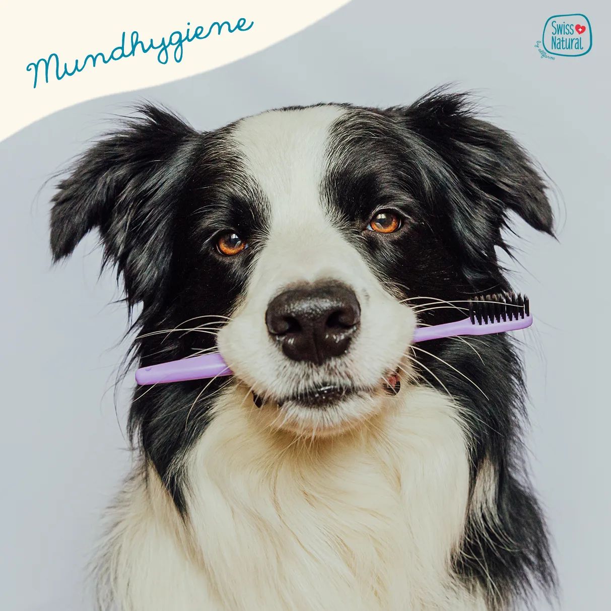 🪥🐶 Mundhygiene 🐶🪥

Ein entscheidender Faktor für die Zahngesundheit des Hundes ist der pH-Wert im Mund. Ein neutraler bis leicht basischer pH-Wert kann das Wachstum von Bakterien, die Zahnstein verursachen, hemmen. Das richtige Futter ist hierbei entscheidend.

Mehr darüber erfahrt ihr in unserem neuen Blogbeitrag - Link in der Bio

Wir sind neugierig - neigen eure Hunde zu Zahnstein?

Stimmt doch ab ⬇️

.
.
.
.
.

#swissnatural #swissnaturalbyallfarm #swissdogfood #swissmade #swiss #swissquality🇨🇭 #schweizerhundefutter #schweizerfleisch #schweizerherkunft #schweizerunternehmen #schweizerqualität #semimoist #softfutter #softeshundefutter #hundefutterausderschweiz #hundefutter #mundhygiene #mundhygienebeimhund #hundezahnpflege #zähne #hundezähneputzen #blogbeitrag #blogbeiträge

Neigen eure Hunde zu Zahnstein?