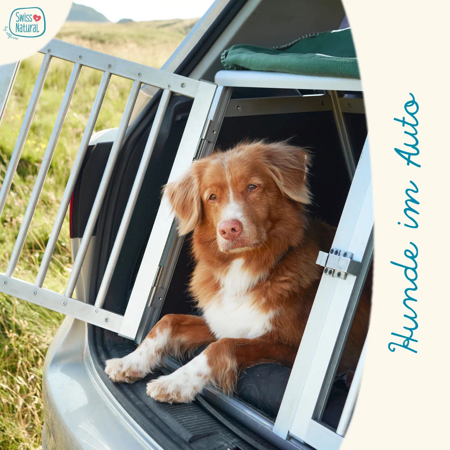 🐶🚗 Transport im Auto 🚗🐶

...wenn es darum geht, deinen pelzigen Freund sicher von A nach B zu bringen, ist die Wahl des richtigen Transportmittels im Auto entscheidend.

Wie transportierst du deinen Hund?

In unserem neuen Blogbeitrag gehen wir näher auf dieses Thema ein. Den Link findest du in der Bio ☝🏼

.
.
.
.
.

#swissnatural #swissnaturalbyallfarm #swissdogfood #swissmade #swissquality🇨🇭 #swiss #schweizerhundefutter #schweizerfleisch #schweizerherkunft #schweizerunternehmen #schweizerherstellung #schweizerqualität #semimoist #softeshundefutter #softfutter #soft #transport #transportbox #saftyfirst #hundebox #blog #neuerblogbeitrag